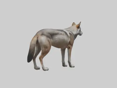 Indian Wolf Low-poly 3D model