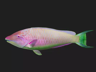 Wrasse Low-poly 3D model 5