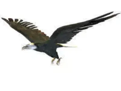Black Eagle Free 3D model