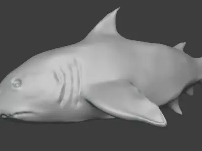 Shark 3D model shop