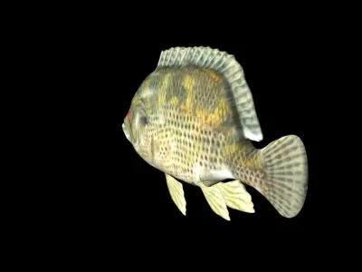 Rock Bass fish Low-poly 3D model