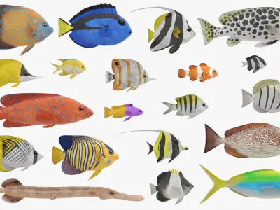 Tropical Fishes Collection 3D model