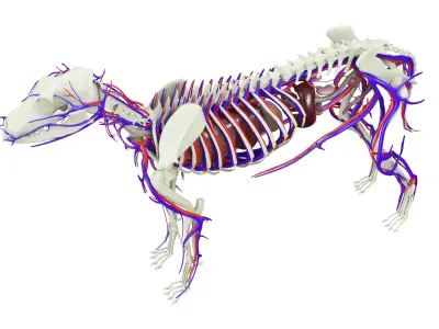  Dog Anatomy with internal organs 4k textures 