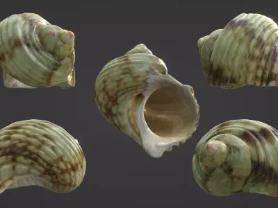 Green Seashell High Quality Scan 4K PBR Textures Free 3D model