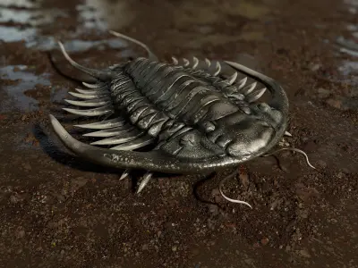 Trilobite 03 - PARACERAURUS EXSUL Low-poly 3D model