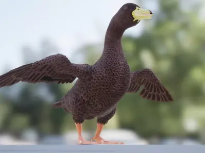 Duck Basic Low-poly 3D model