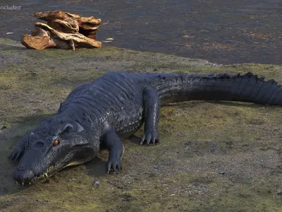 Crawling Black Caiman 3D model