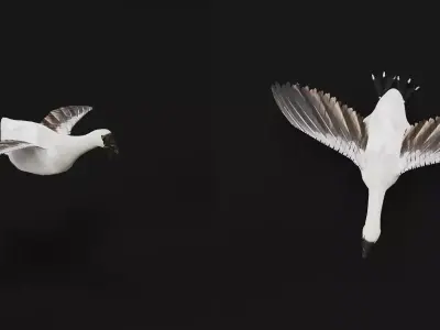 Domestic Goose Bird Free 3D model