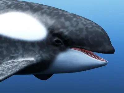 Killer Whale 3D model purchase