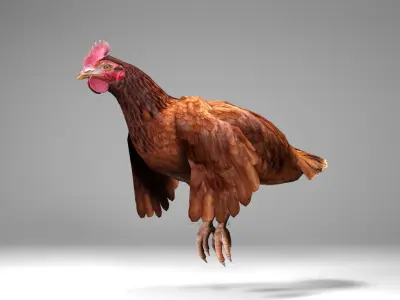 Chicken Low-poly 3D model order