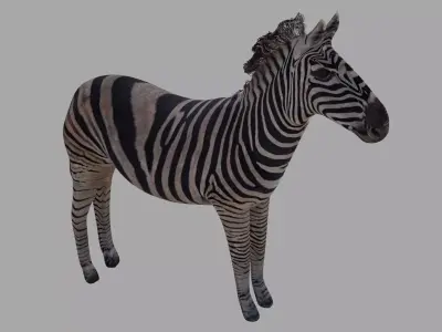 Zebra OBJ  and BLEND 3D model