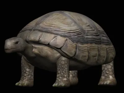 Tortoise Turtle Low-poly 3D model