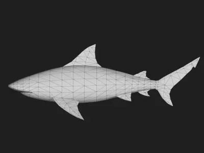 Shark Low-poly 3D model 9