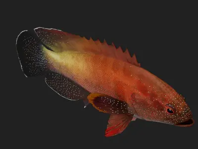 Yellowfinhin Low-poly 3D model