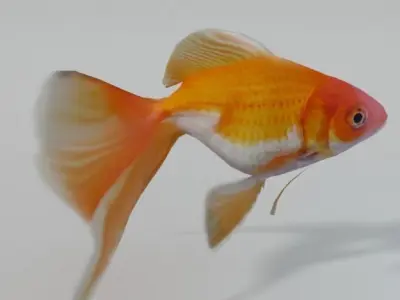 Goldfish Low-poly 3D model purchase