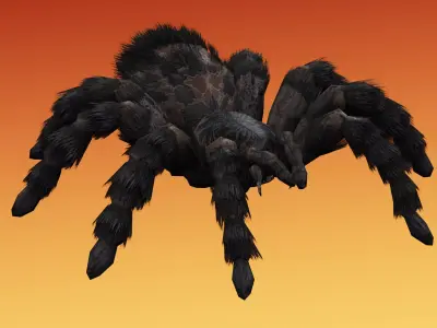 Spider Tarantula Low-poly 3D model purchase