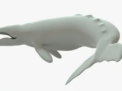 Gray Whale Rigged Basemesh Low-poly 3D model