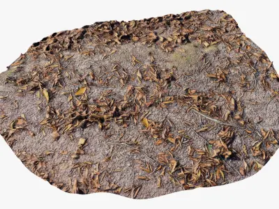 Forest Ground Collection 3D model