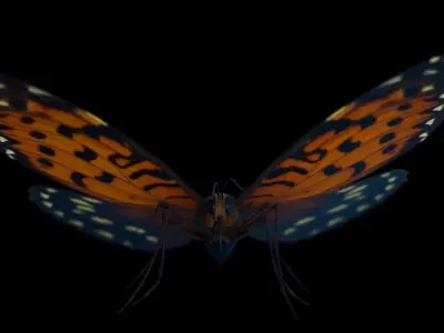 Butterfly Low-poly 3D model 2