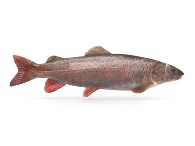 Fish model trout 3D model