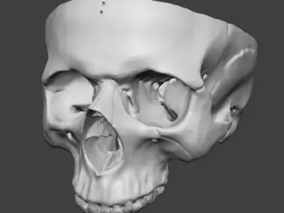 Professional Modular Human Skull - 3-Part Anatomical 3D Scan 3D print model