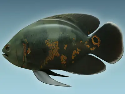Black Tiger Fish 3D model