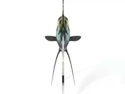 Scalar fish Low-poly 3D model