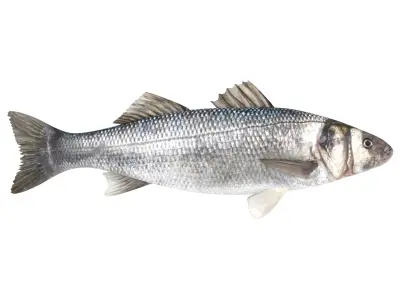 Fish Collection  buy 3D model