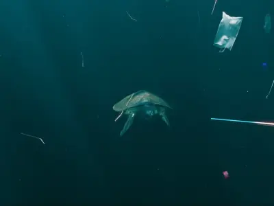 TURTLE 3D model get