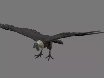 vulture 3D model buy