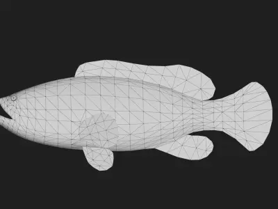 Grouper Low-poly 3D model 2