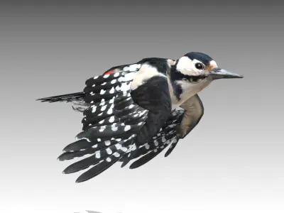  Woodpecker 