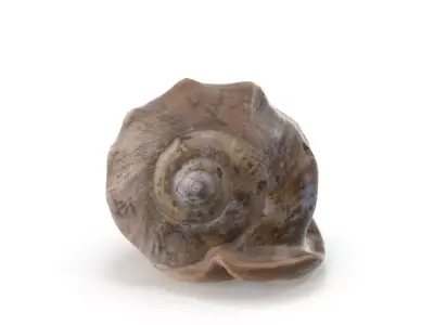 Shell 03 - Low and High Poly Versions Low-poly 3D model