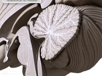 BRAIN Section MR 3D model