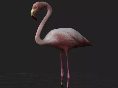 Flamingo 3D model purchase