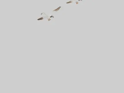Goose flying in formation model Low-poly 3D model