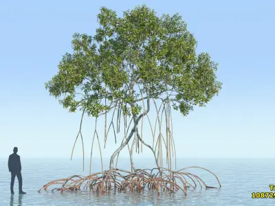 Mangroves 2.0 Animated 3D model