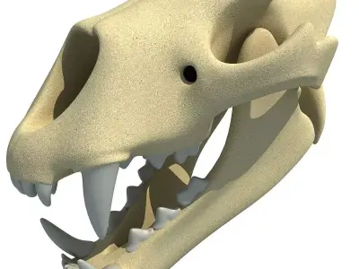 Lion Skull Bones  3D model