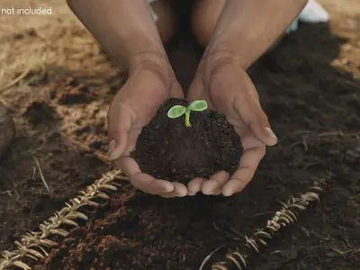  Hands Holding Seedling 