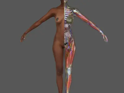 Ultimate Complete African American Anatomy 3D model purchase 3D model