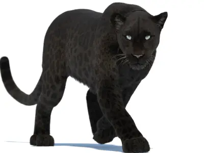 Animated Black Panther 3D Model with Fur 3D model
