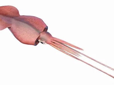 Colossal Squid 3D model