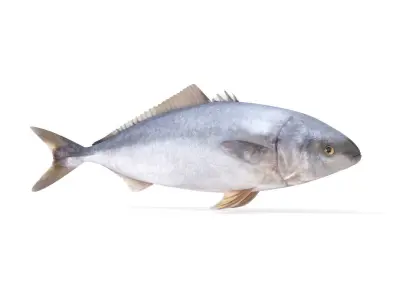 Tuna Fish 3D model purchase