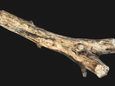 Tree wood trunk 3d scan highpoly 3D model