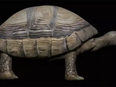Tortoise Turtle Low-poly 3D model