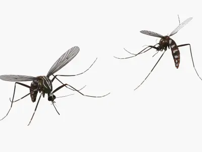 Amber Stone with Mosquito Fossil 3D model