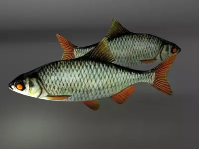 Rudd fish Low-poly 3D model