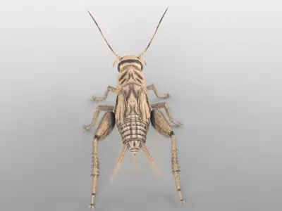 Cricket Insect Low-poly 3D model