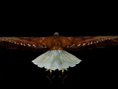 Eagle Full Rigged Low-poly 3D model