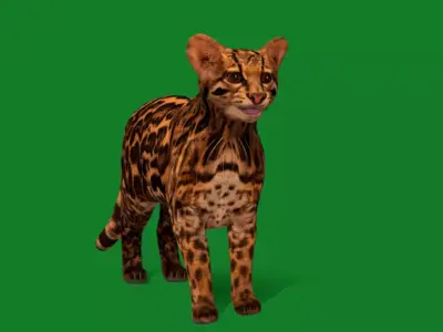 American Margay Wild Cat Free 3D model
